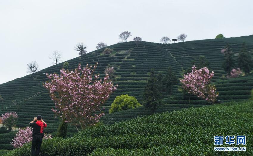 Menikmati Bunga Sakura di Taman Teh_fororder_teh7
