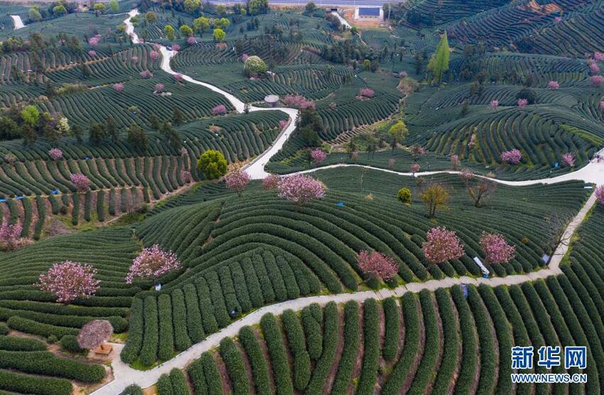 Menikmati Bunga Sakura di Taman Teh_fororder_teh4