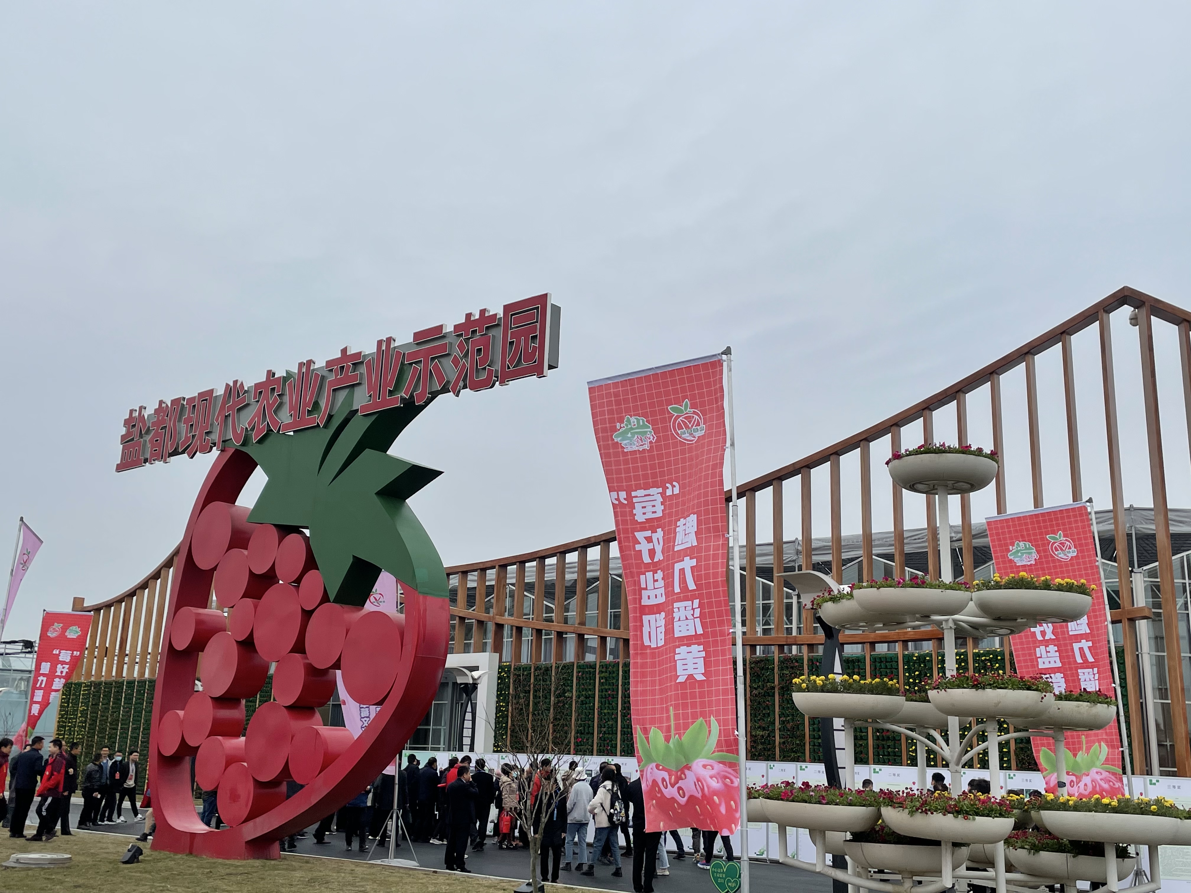 一颗小草莓“红火”一片乡村