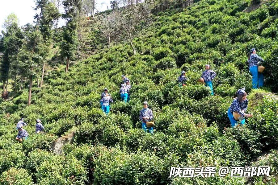 （轉載）秦嶺山水潤春茶 陜西鎮安10萬畝象園茶新鮮上市