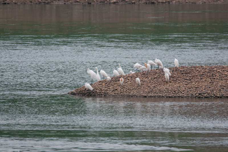 广西梧州：好生态引来成群白鹭栖息