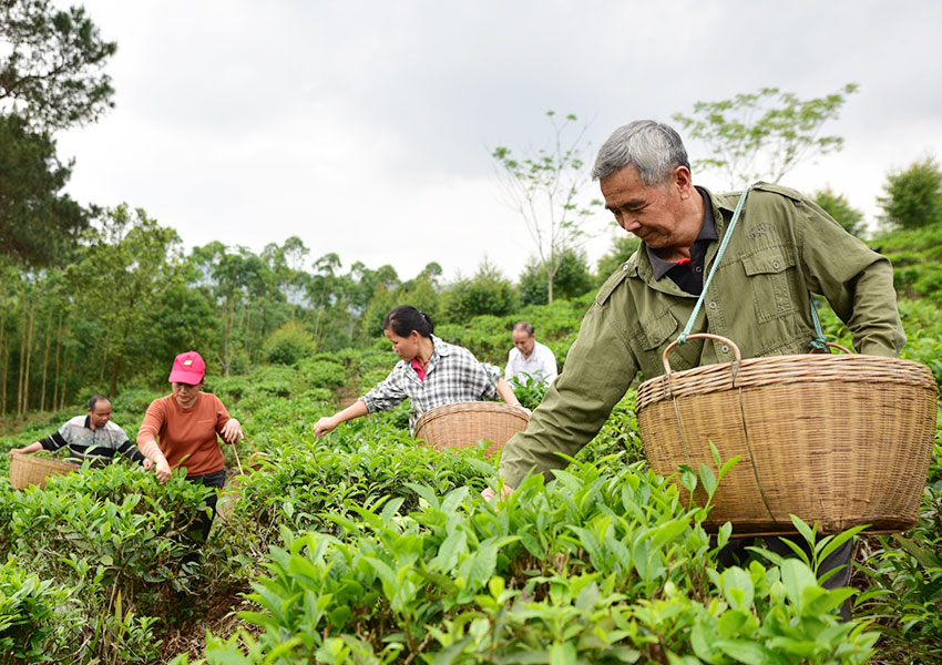 廣西上思：鳳凰山上搶摘明前茶