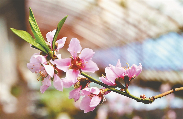 桃花一笑醉春風
