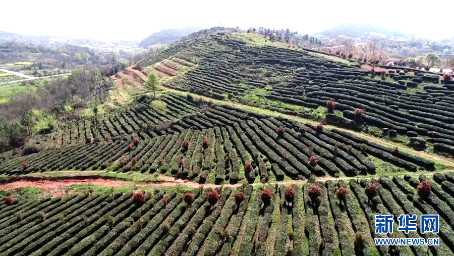 湖北孝昌：以茶為媒 創意農旅促振興