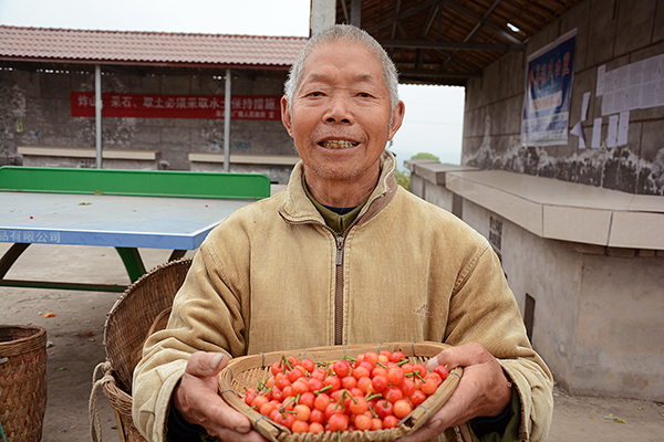 周末采摘好去处 自贡荣县铁厂镇“醉妃红”樱桃上市_fororder_果农展示自家种植的樱桃