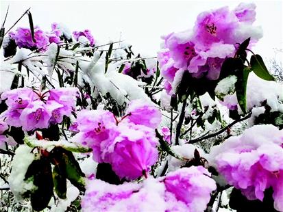 神农架高山杜鹃迎雪绽放