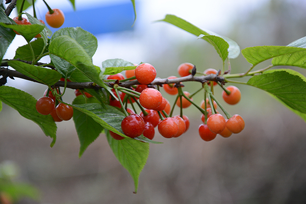周末采摘好去处 自贡荣县铁厂镇“醉妃红”樱桃上市_fororder_红红的樱桃挂满枝头