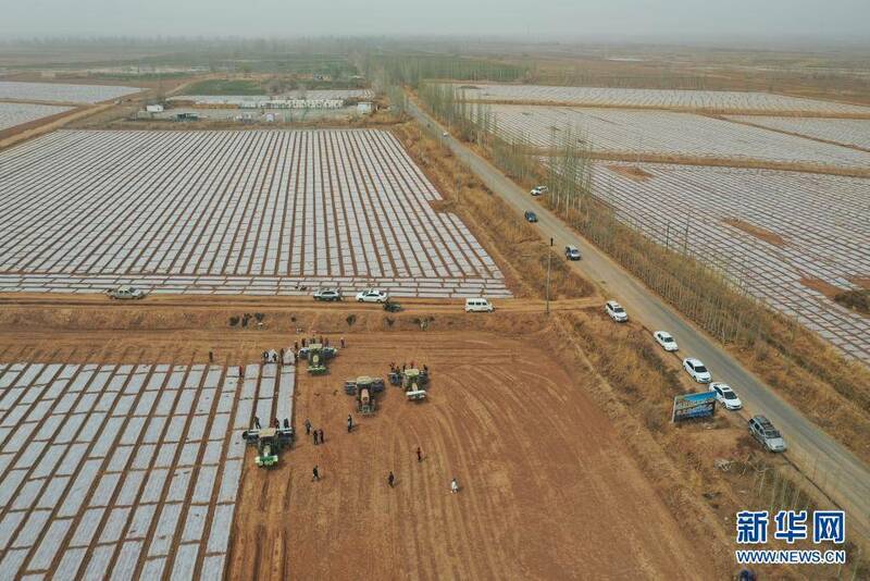 Noman auduga a jihar Xinjiang_fororder_43fa82767fd946fcb1da255bf45f671a