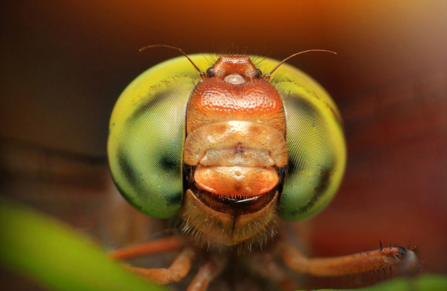 印尼摄影师拍摄昆虫大头照 魔幻如外星生物(高清组图)