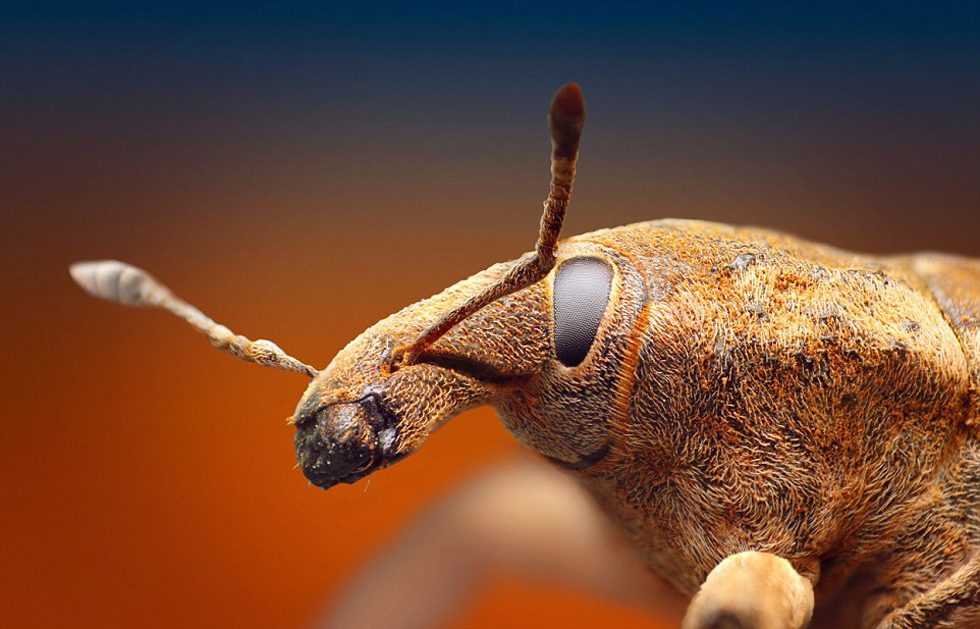 印尼摄影师拍摄昆虫大头照 魔幻如外星生物(高清组图)