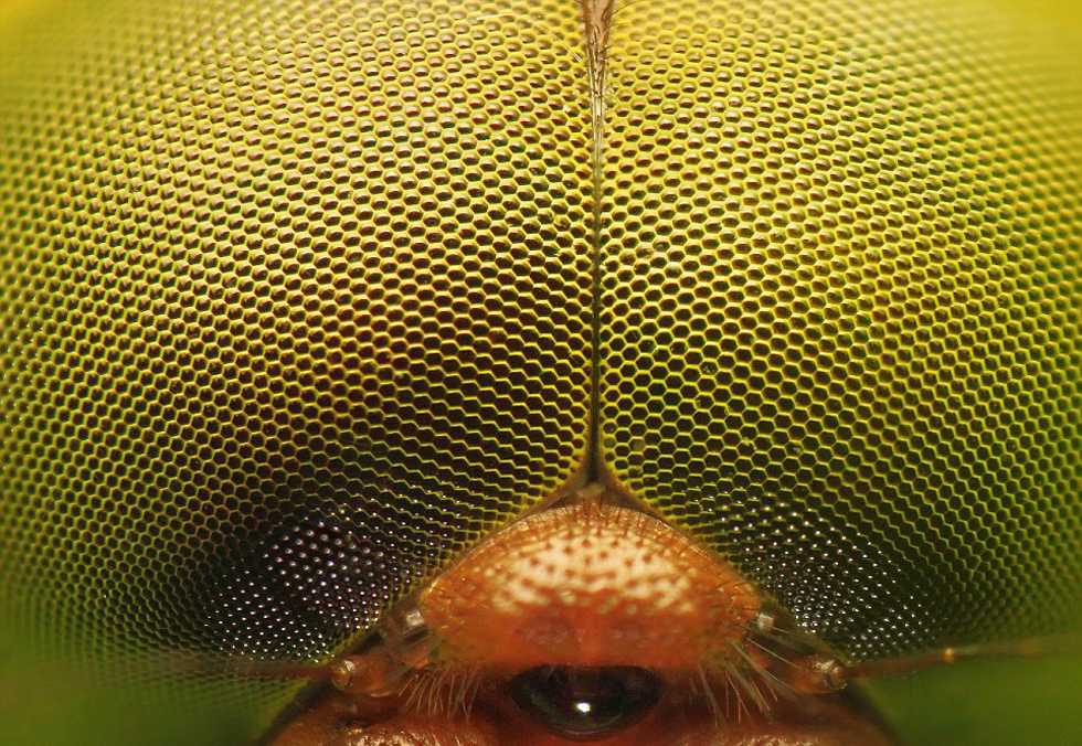蜻蜓的双眼上布满上千个小眼.(网页截图)