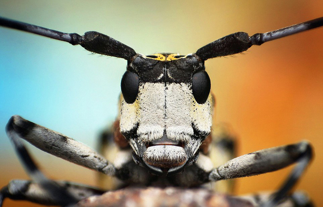 印尼摄影师拍摄昆虫大头照 魔幻如外星生物(高清组图)