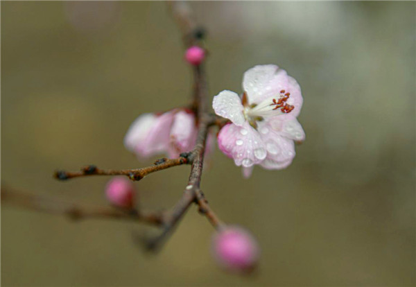 【图集】榆林春景：桃花、杏花开遍塞上驼城_fororder_图片5