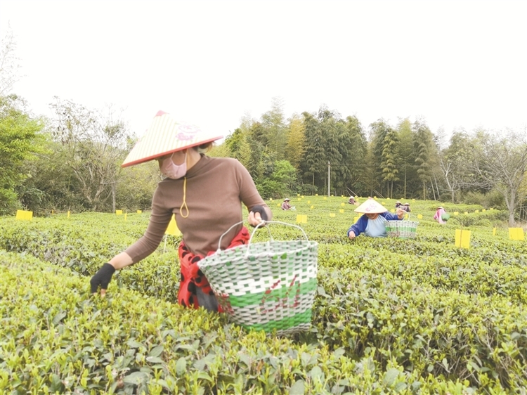 福鼎市佳陽畬族鄉把白茶作為鄉村振興支柱産業