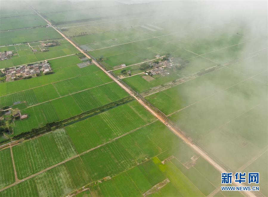 广东雷州：云映稻田美景如画
