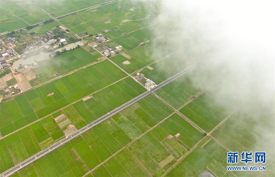 广东雷州：云映稻田美景如画