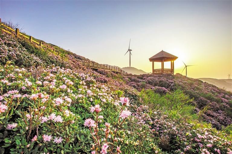 （中首）贵州盘州乌蒙大草原高山杜鹃盛开_fororder_5