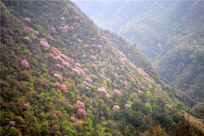 湖北宜昌：万亩野生巨紫荆绽放 乡村山野成花的“海洋”