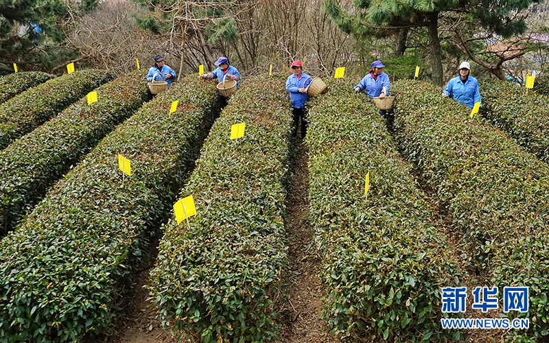 山东青岛：崂山春茶迎来“开春第一采”