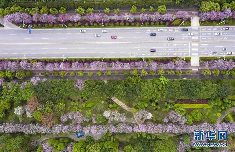 广西柳州：“紫荆花城”春正浓