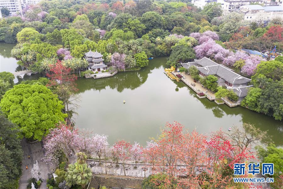 广西柳州：“紫荆花城”春正浓