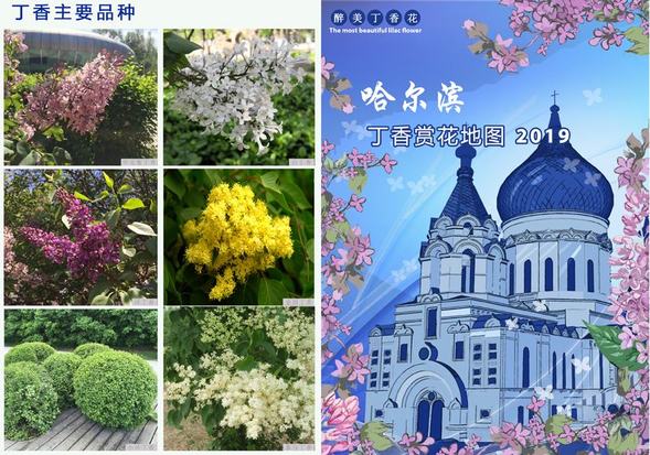 哈尔滨市绘制出《丁香赏花地图》推荐84条街路34个赏花园