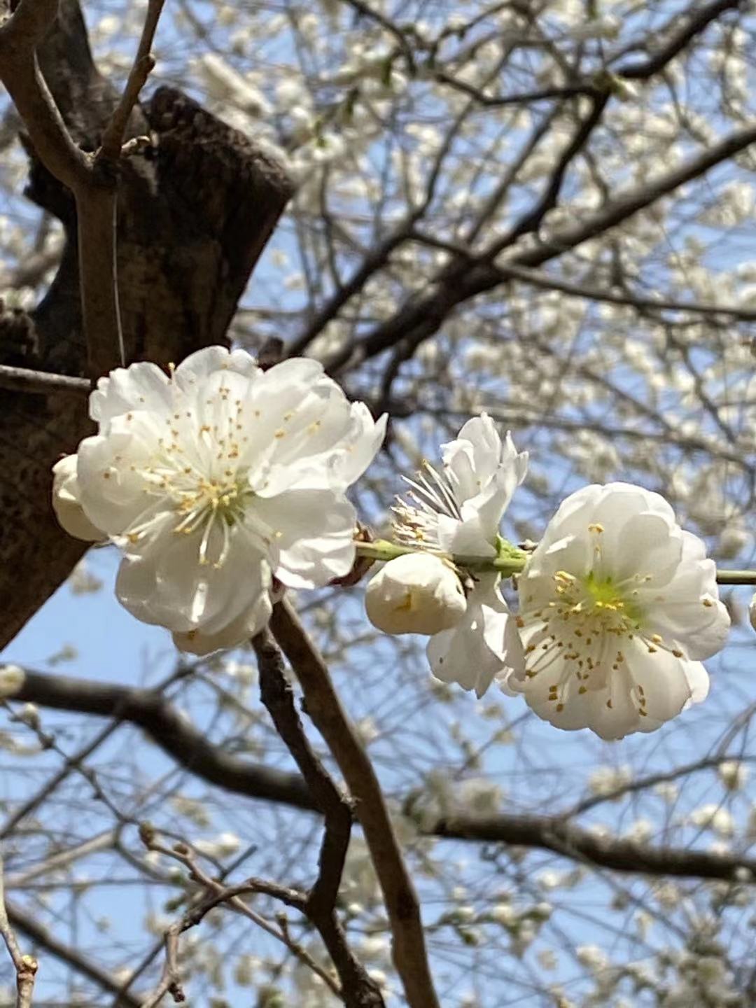 حديقة تيانتان في فصل الربيع_fororder_微信图片_20210401155829