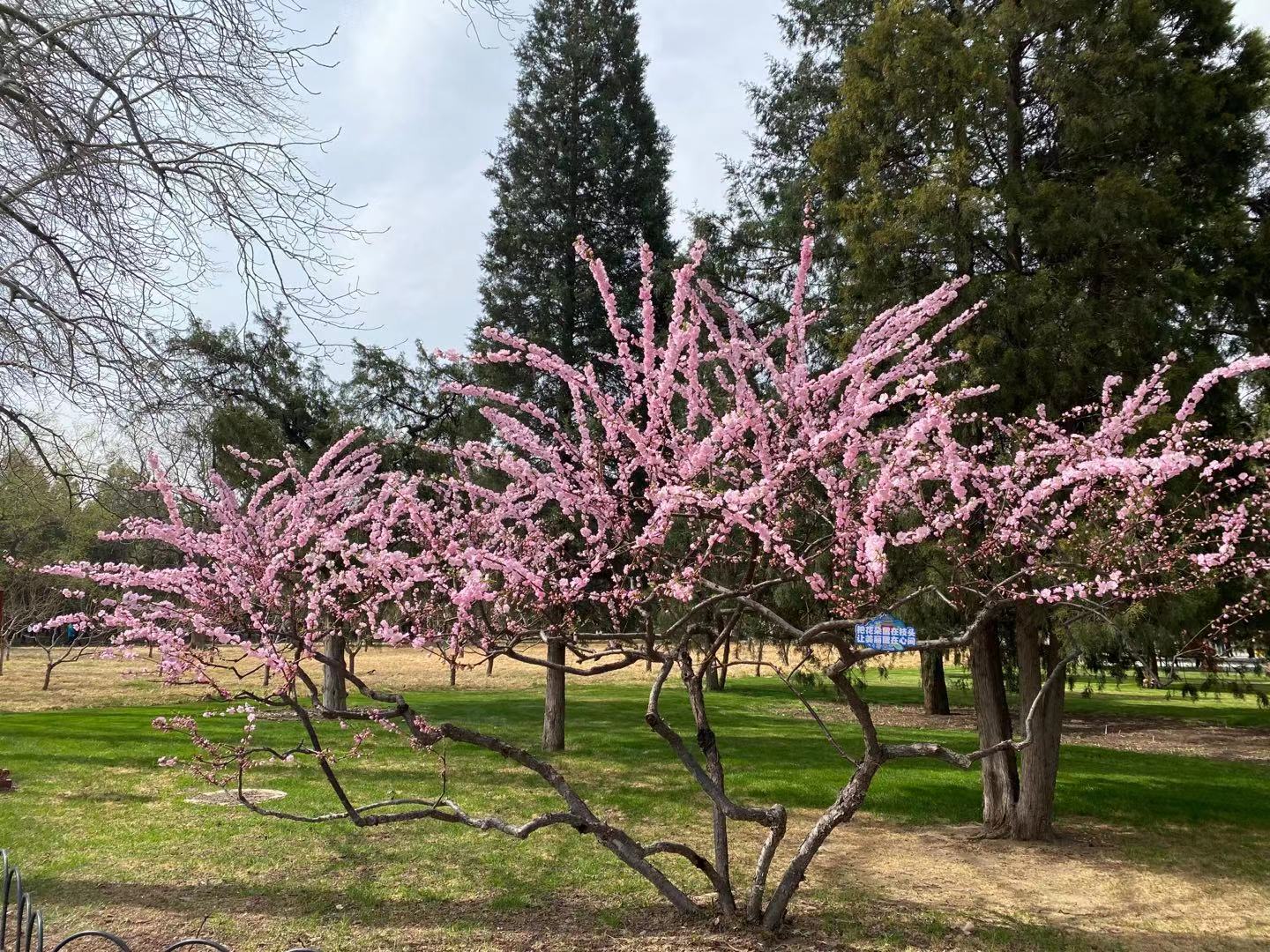 حديقة تيانتان في فصل الربيع_fororder_微信图片_20210401160222