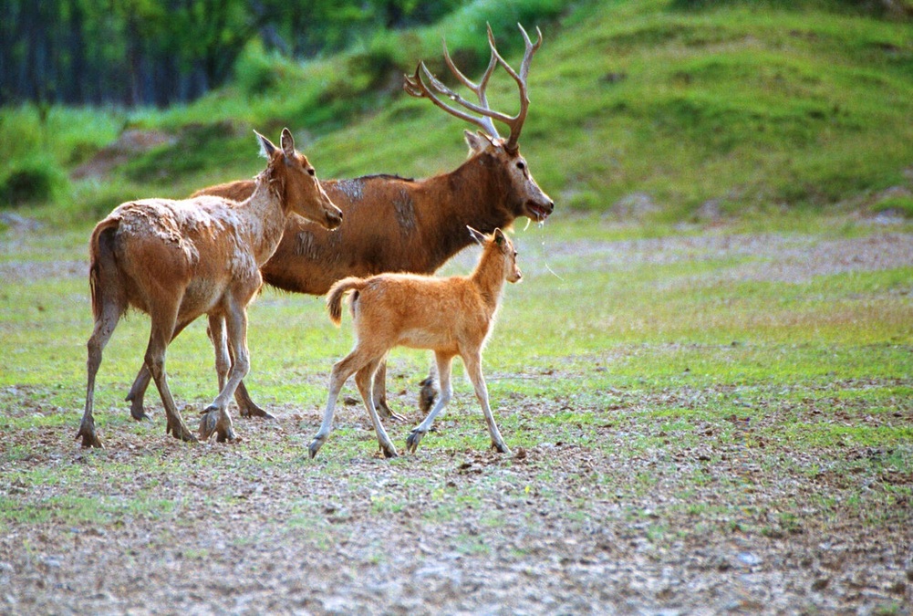 नान हाई च नामक बाह्रसिङ्गे पार्क_fororder_2