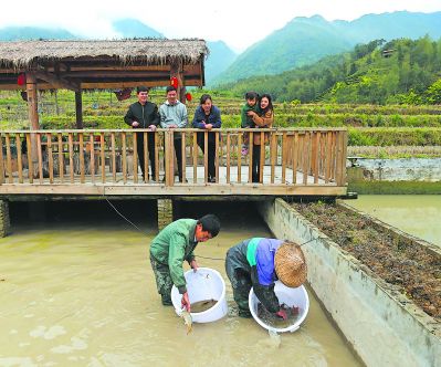 【要聞】【寧德】【移動版】【滾動新聞】【Chinanews帶圖】寧德福安下洋推廣“稻魚共生”種養模式：一田雙收