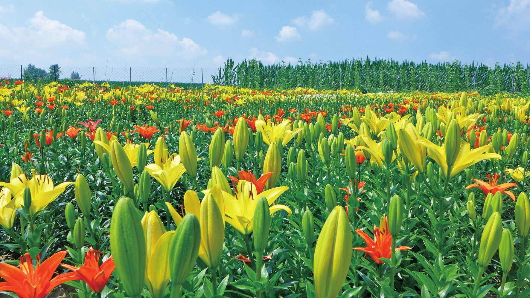 四平:春耕再奏交響曲