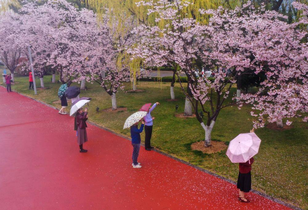 櫻花紅陌上 朝雨落繽紛