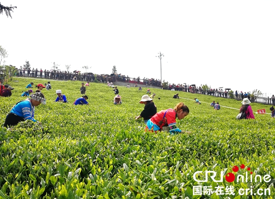 （原創）2021年貴州省春季採茶技能競賽決賽在貴定縣舉行_fororder_比賽2