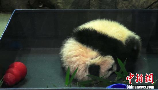 旅美大熊猫幼崽“贝贝”首次公开亮相吸引大批粉丝