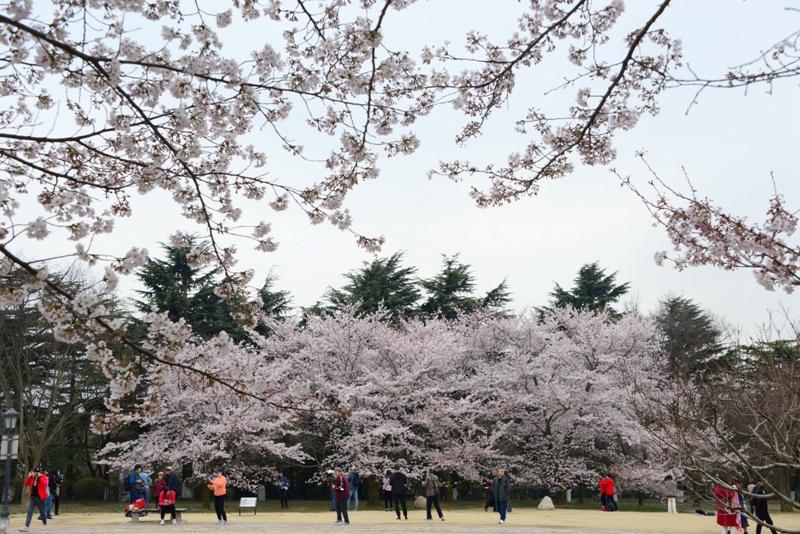 青島中山公園櫻花綻放