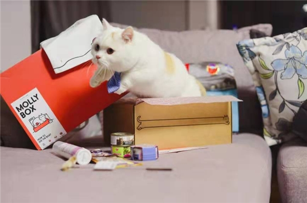 一场魔力猫盒萌宠革新风暴，让个性化情感需求落到极致