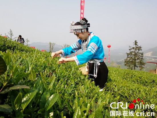 （原創）2021年貴州省春季採茶技能競賽決賽在貴定縣舉行_fororder_比賽