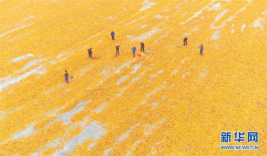 甘肅張掖百萬畝制種玉米收穫忙
