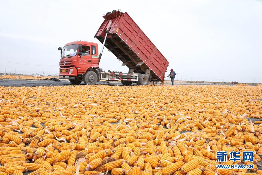 甘肅張掖百萬畝制種玉米收穫忙