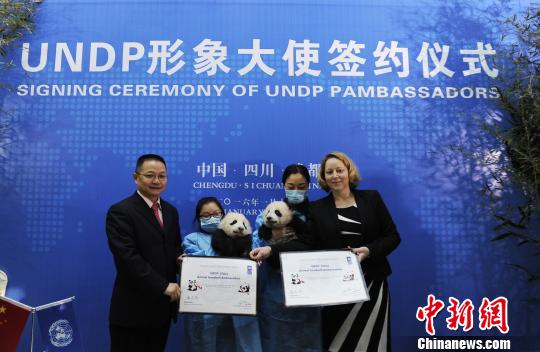 聯合國開發計劃署動物形象大使雙胞胎熊貓全球徵名