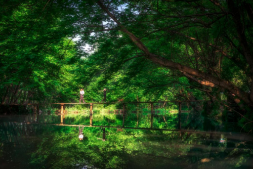 春游江淮请您来丨趁春色撩人，来小住几日，不负黄山好春光