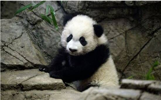 大熊猫贝贝首次公开亮相打盹“萌”翻众人