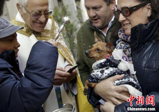 西班牙庆祝圣安东尼节 萌宠前往教堂接受祝福