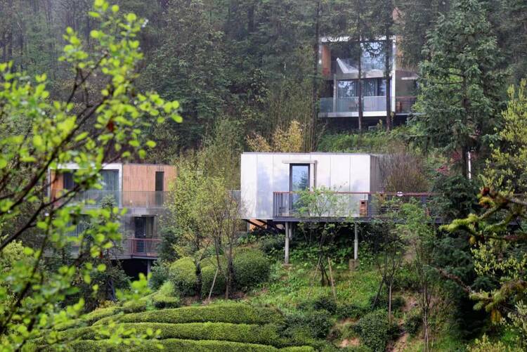 樱花又开放——疫后重振看湖北 茶旅融合走出致富“新路子” 老百姓“腰包”鼓起来