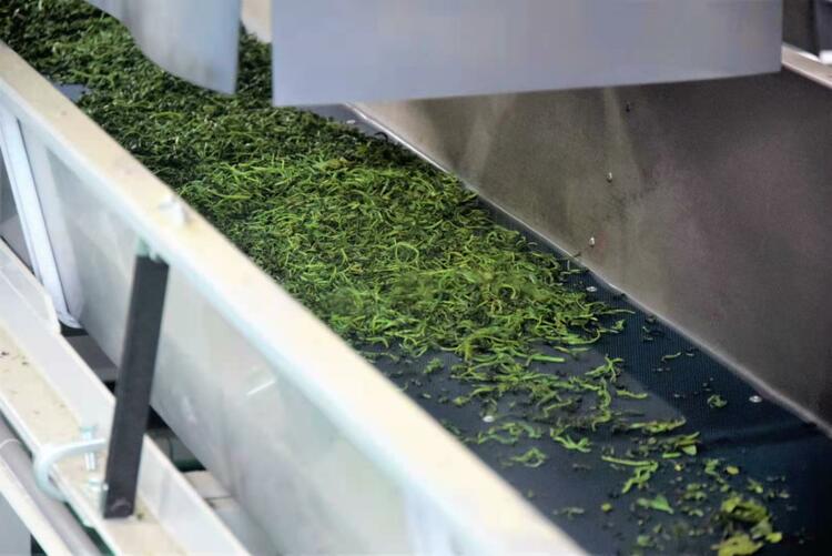 樱花又开放——疫后重振看湖北 茶旅融合走出致富“新路子” 老百姓“腰包”鼓起来