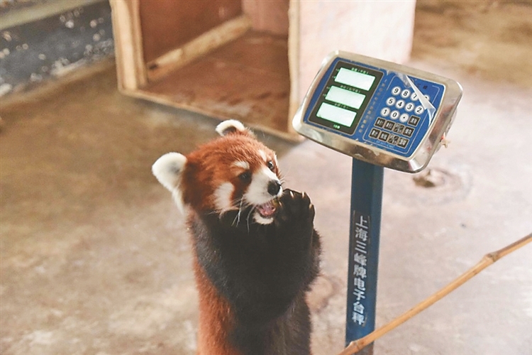 動物大體檢 北方森林動物園本週五開園