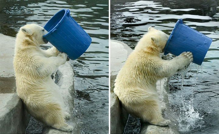 莫斯科動物園北極熊端桶喝水憨態十足
