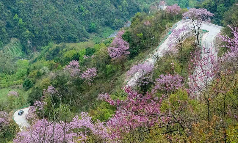 湖北保康：紫荆花开灿若霞