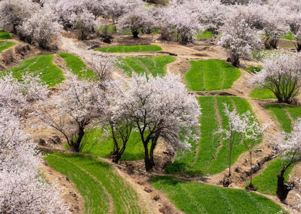 ทิวทัศน์อันงดงามของป่าท้อในอำเภอหรงเซี่ยน_fororder_世外桃园3_副本