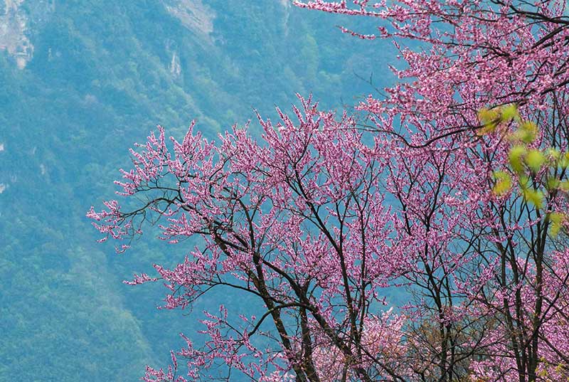 湖北保康：紫荆花开灿若霞